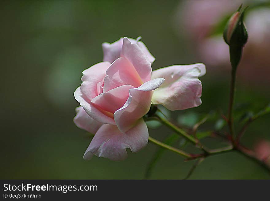 Pink Rose Close Up Photography