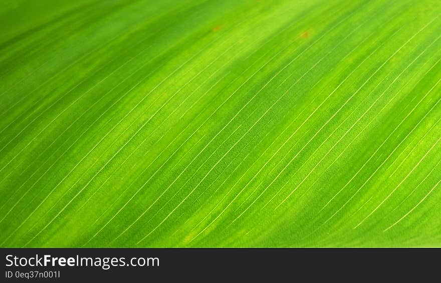 Green Textile