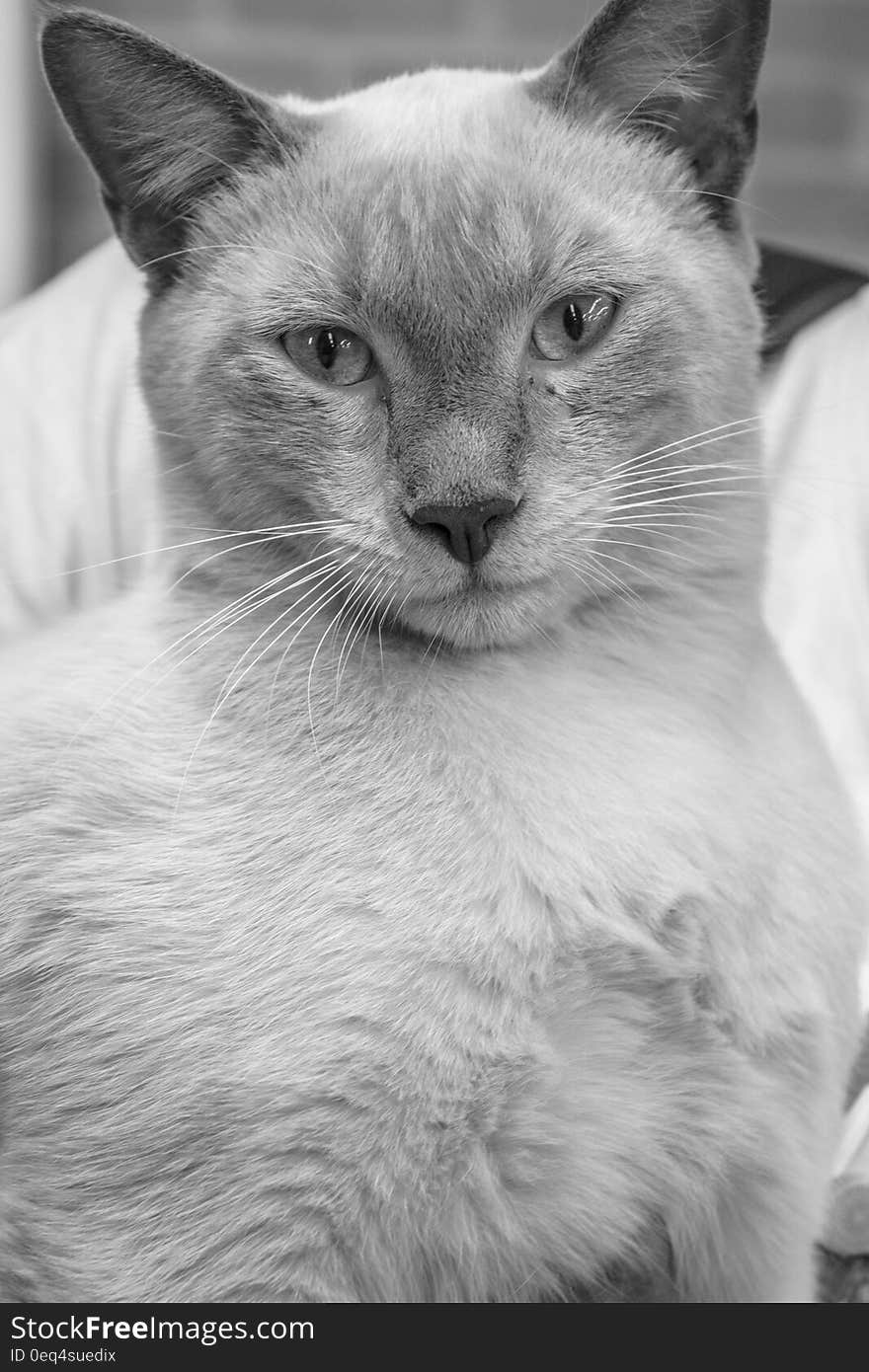 Greyscale Photo of Cat