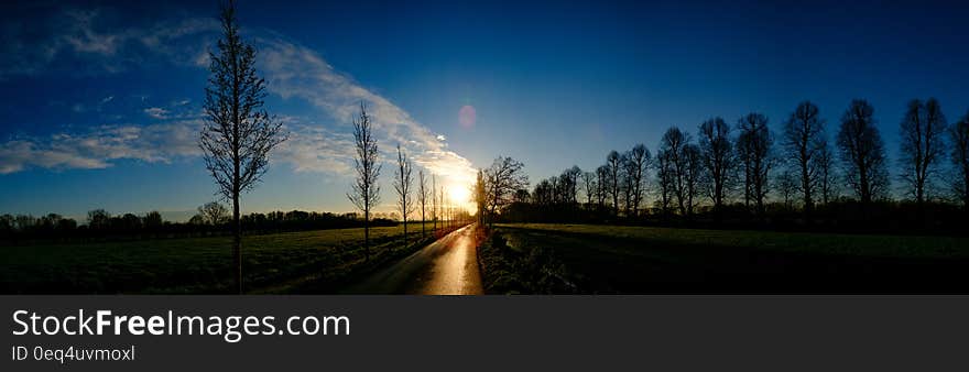 Silhouette of Piled Planted Trees on Shore