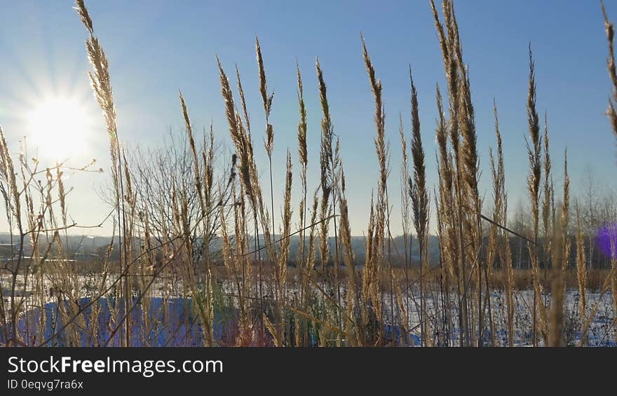 Wild Grass Silhouette Against Golden Hour Sky During Sunset