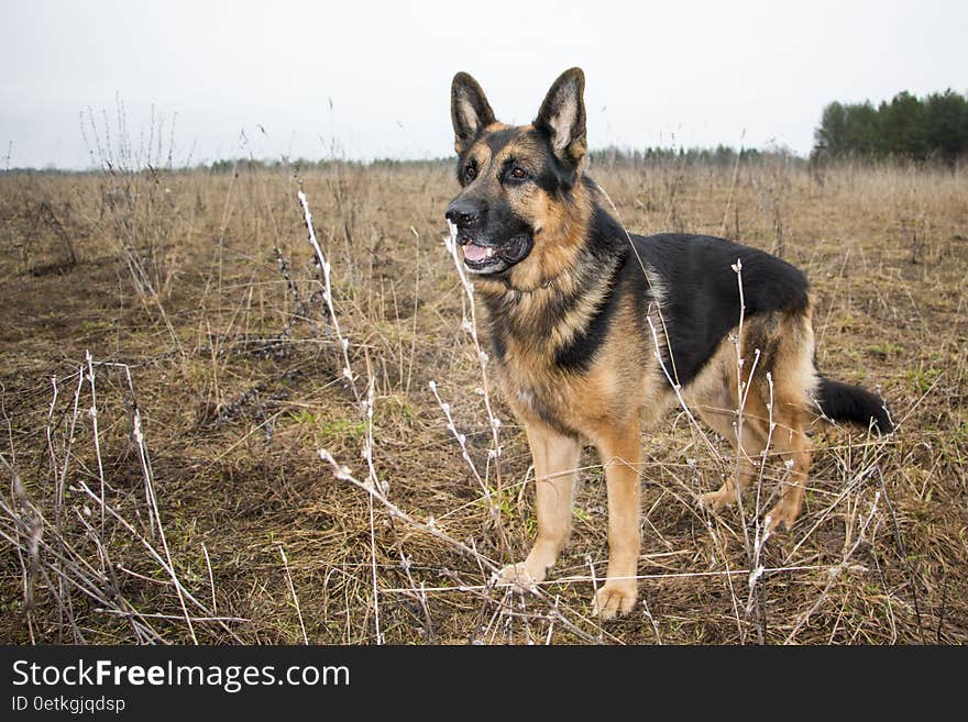 Dog german shepherd in a nice spring day