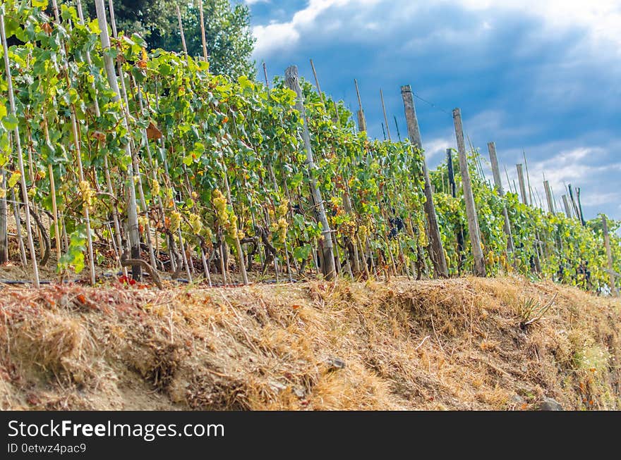 Vineyard in Italy