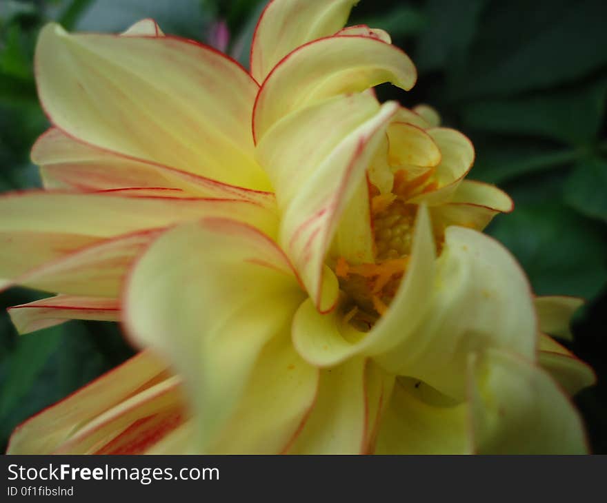 Dahlia Flower.