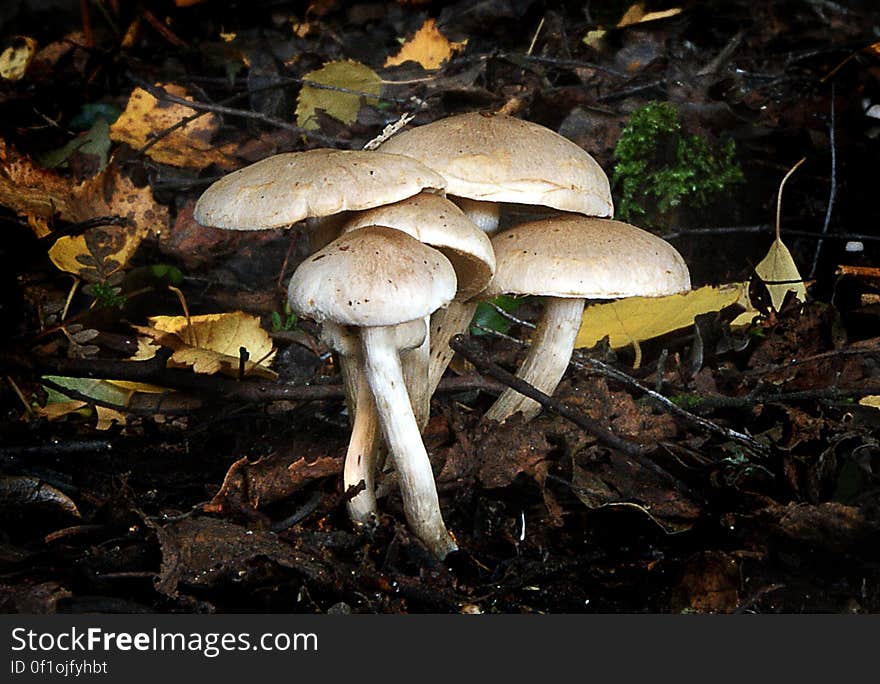 Fungi of the genus Hypholoma are quite well known due to the commonness of sulphur tuft on stumps in temperate woodlands.