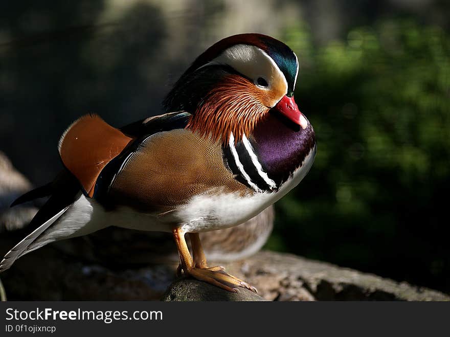 The male wood duck is one of the most recognizable birds in the United States. It has over 6 different colors on its body. Wood ducks can be found in ponds, lakes, marshes and along rivers and streams. They prefer areas that have a mix of water habitats and forests. The male wood duck is one of the most recognizable birds in the United States. It has over 6 different colors on its body. Wood ducks can be found in ponds, lakes, marshes and along rivers and streams. They prefer areas that have a mix of water habitats and forests.