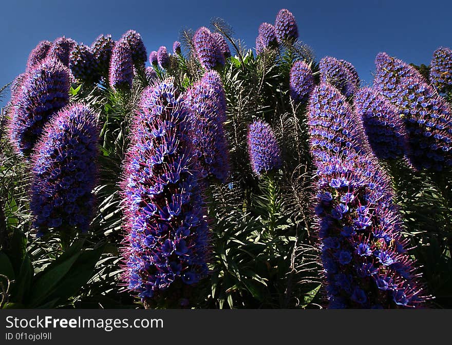 Echium candicans, commonly known as pride of Madeira, is a species of flowering plant in the family Boraginaceae, native to the island of Madeira. It is a large herbaceous Perennial subshrub, growing to 1.5â€“2.5 m. Echium candicans, commonly known as pride of Madeira, is a species of flowering plant in the family Boraginaceae, native to the island of Madeira. It is a large herbaceous Perennial subshrub, growing to 1.5â€“2.5 m.