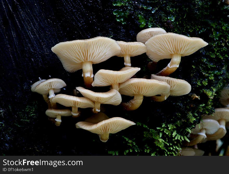 The honeylike color of this white-spored gilled mushroom inspired its common name. This mushroom is very abundant. Variable in appearance, returning each year in many shapes and colors, what we call Armillaria mellea, &#x28;also known as the &#x22;oak mushroom&#x22;&#x29;, may represent more than one species of mushroom. The caps can be red-brown to tan, smooth or scaled, with tan or pale brown fibrils. They may be small, rounded, and bell-like, or flat and fully expanded. They appear as individuals or in troops of hundreds. They are enjoyed worldwide.