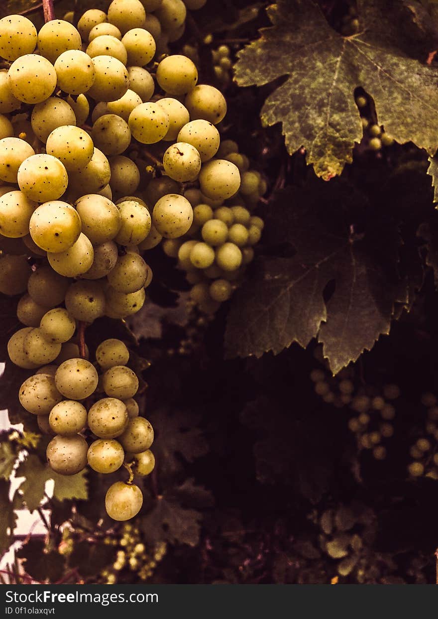 Yellow grapes