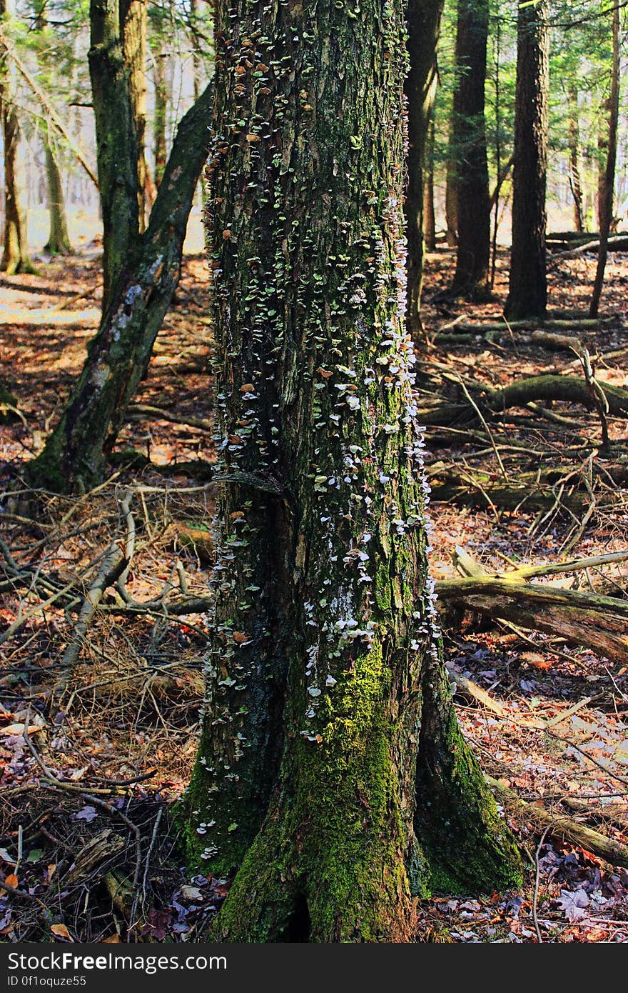 Mossy, fungi-covered trunk of an oak tree in an otherwise hemlock-dominated forest north of Grass Lake, Monroe County. I&#x27;ve licensed this photo as CC0 for release into the public domain. You&#x27;re welcome to download the photo and use it without attribution. Mossy, fungi-covered trunk of an oak tree in an otherwise hemlock-dominated forest north of Grass Lake, Monroe County. I&#x27;ve licensed this photo as CC0 for release into the public domain. You&#x27;re welcome to download the photo and use it without attribution.