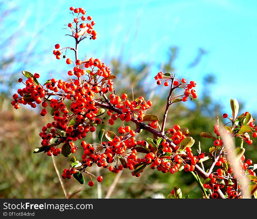 Sorry for the lack of scientific name, this is the name I know those berries by. My only knowledge is that birds love them, but if humans eat them they give the runs. Sorry for the lack of scientific name, this is the name I know those berries by. My only knowledge is that birds love them, but if humans eat them they give the runs.