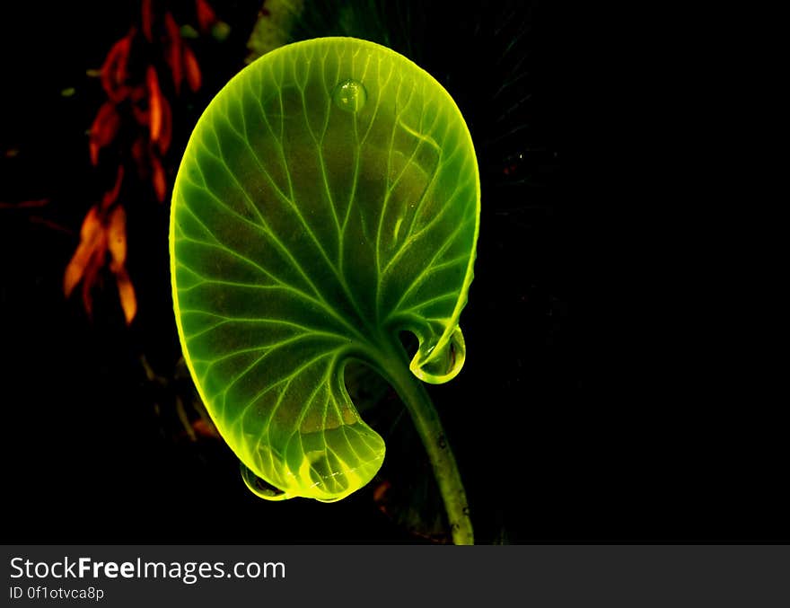 Kidney fern, Trichomanes reniforme, is a filmy fern species native to New Zealand. It commonly grows on the forest floor of open native bush. Individual kidney-shaped ferns stand about 5-10 cm tall. In hot weather they shrivel up to conserve moisture, but open up again when the wet returns. This species has very thin fronds which are only four to six cells in thickness. Kidney fern, Trichomanes reniforme, is a filmy fern species native to New Zealand. It commonly grows on the forest floor of open native bush. Individual kidney-shaped ferns stand about 5-10 cm tall. In hot weather they shrivel up to conserve moisture, but open up again when the wet returns. This species has very thin fronds which are only four to six cells in thickness