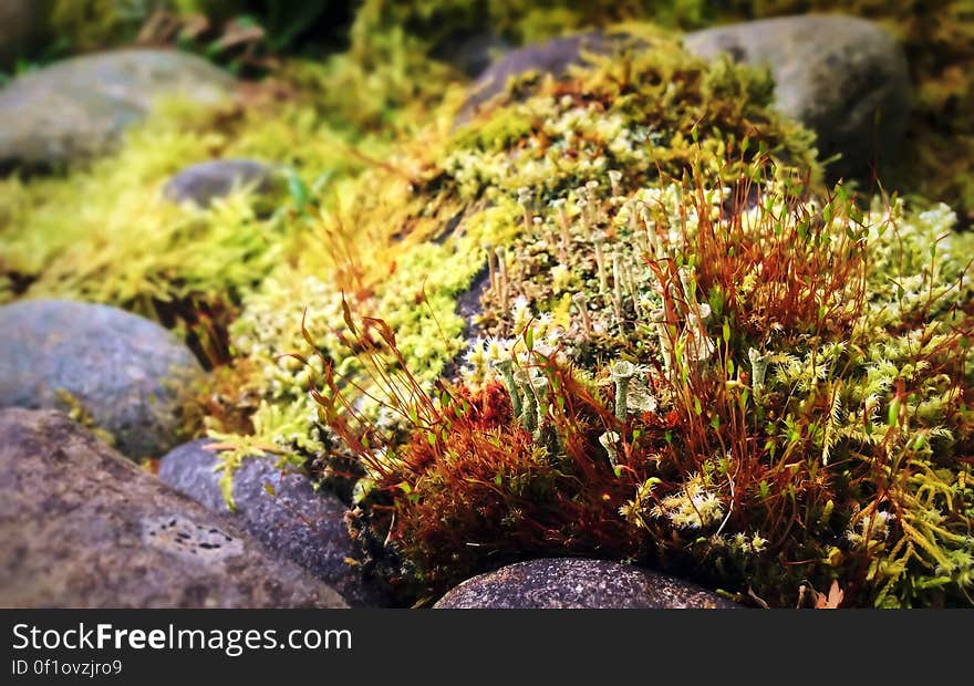 Moss with sporophytes and cup lichens among rocks