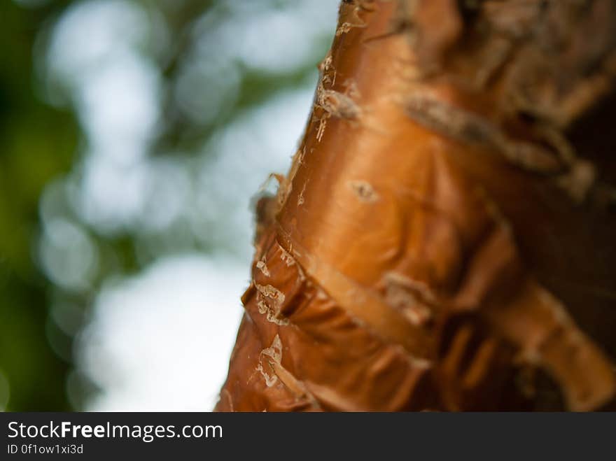 Golden Tree Bark taken with a macro lens. Golden Tree Bark taken with a macro lens