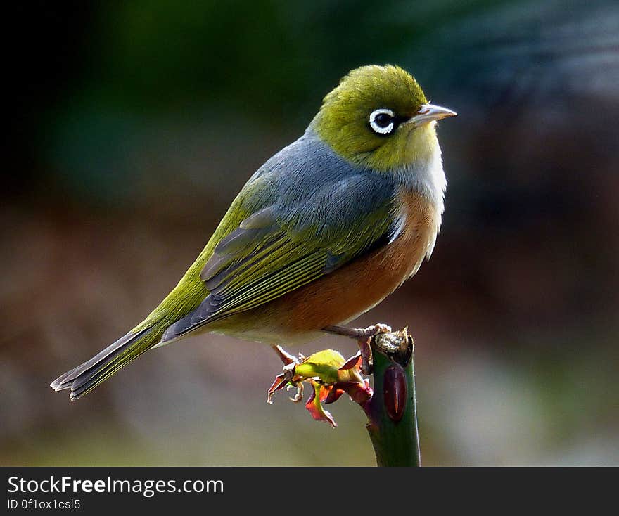 The silvereye has a wide distribution throughout New Zealand. They can be found from sea level to above the tree line but they are not abundant in deep forest or open grassland. Slightly smaller than a sparrow, the silvereye is olive-green with a ring of white feathers around the eye. Males have slightly brighter plumage than females. They have a fine tapered bill and a brush tipped tongue like the tui and bellbird. Silvereyes mainly eat insects, fruit and nectar. The silvereye was first recorded in New Zealand in 1832 and since there is no evidence that it was artificially introduced, it is classified as a native species. Its Māori name, tauhou, means &#x27;stranger&#x27; or more literally &#x27;new arrival&#x27;. Soun. The silvereye has a wide distribution throughout New Zealand. They can be found from sea level to above the tree line but they are not abundant in deep forest or open grassland. Slightly smaller than a sparrow, the silvereye is olive-green with a ring of white feathers around the eye. Males have slightly brighter plumage than females. They have a fine tapered bill and a brush tipped tongue like the tui and bellbird. Silvereyes mainly eat insects, fruit and nectar. The silvereye was first recorded in New Zealand in 1832 and since there is no evidence that it was artificially introduced, it is classified as a native species. Its Māori name, tauhou, means &#x27;stranger&#x27; or more literally &#x27;new arrival&#x27;. Soun