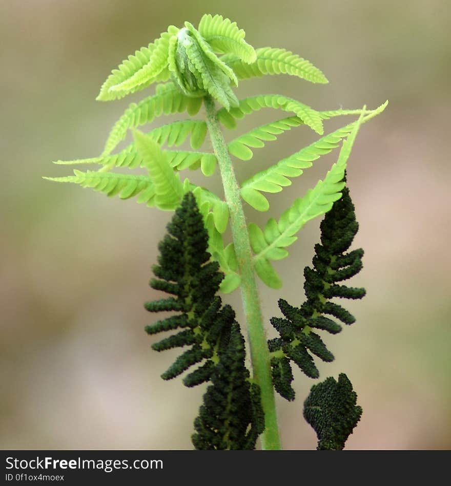 Close up of green leaves on fern in sunny garden. Close up of green leaves on fern in sunny garden.