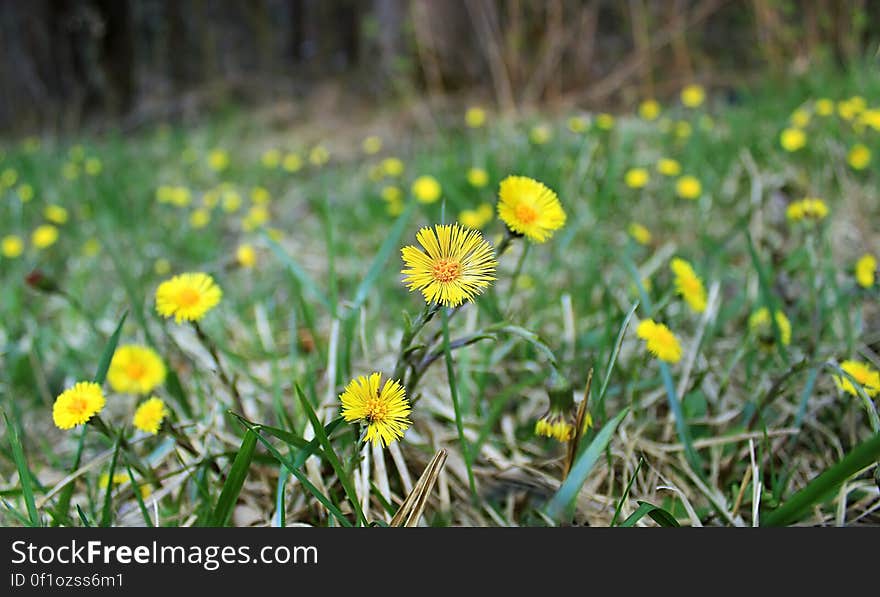 Field of coltsfoot &#x28;Tussilago species; probably Tussilago farfara&#x29; near Grass Lake, Monroe County. I&#x27;ve licensed this photo as CC0 for release into the public domain. You&#x27;re welcome to download the photo and use it without attribution. Field of coltsfoot &#x28;Tussilago species; probably Tussilago farfara&#x29; near Grass Lake, Monroe County. I&#x27;ve licensed this photo as CC0 for release into the public domain. You&#x27;re welcome to download the photo and use it without attribution.