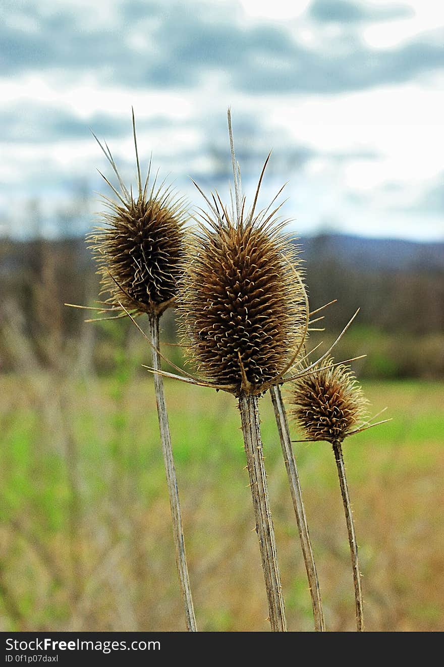 Teasel &#x28;Dipsacus&#x29;, Warren County, within the Honey Run Wildlife Management Area. I&#x27;ve licensed this photo as CC0 for release into the public domain. You&#x27;re welcome to download the photo and use it without attribution. Teasel &#x28;Dipsacus&#x29;, Warren County, within the Honey Run Wildlife Management Area. I&#x27;ve licensed this photo as CC0 for release into the public domain. You&#x27;re welcome to download the photo and use it without attribution.