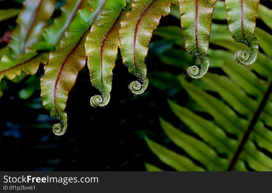 Ferns are mostly a tropical group, and New Zealand has an unusually high number of species for a temperate country. We have about 200 species, ranging from ten-metre-high tree ferns to filmy ferns just 20 millimetres long. About 40 per cent of these species occur nowhere else in the world. Ferns are mostly a tropical group, and New Zealand has an unusually high number of species for a temperate country. We have about 200 species, ranging from ten-metre-high tree ferns to filmy ferns just 20 millimetres long. About 40 per cent of these species occur nowhere else in the world.