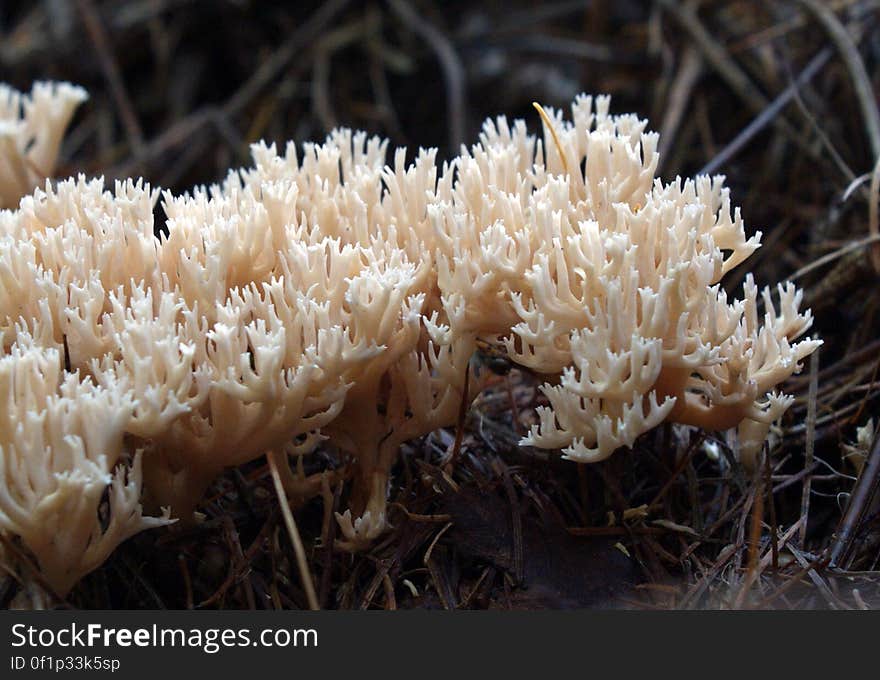 Just like the name suggests, the coral mushrooms typically look like coral, although some might be better described as club-shaped or finger-like. Some are edible and some are not. Just like the name suggests, the coral mushrooms typically look like coral, although some might be better described as club-shaped or finger-like. Some are edible and some are not.