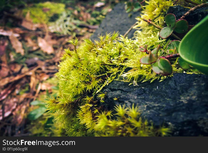 Moss among rocks and bark