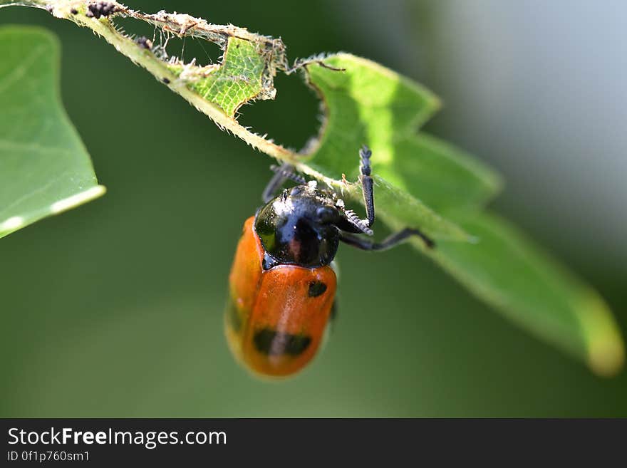 Closeup of ladybird a small beetle with red wings and black dots nibbling on a green leaf leaving holes in it. Closeup of ladybird a small beetle with red wings and black dots nibbling on a green leaf leaving holes in it.