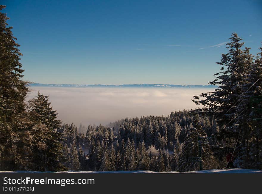 La forêt noire en fond. La forêt noire en fond.