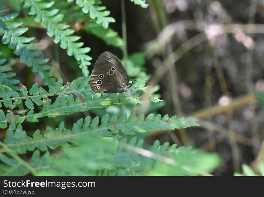 Araignées, insectes et fleurs de la Forêt de Moulière. Araignées, insectes et fleurs de la Forêt de Moulière