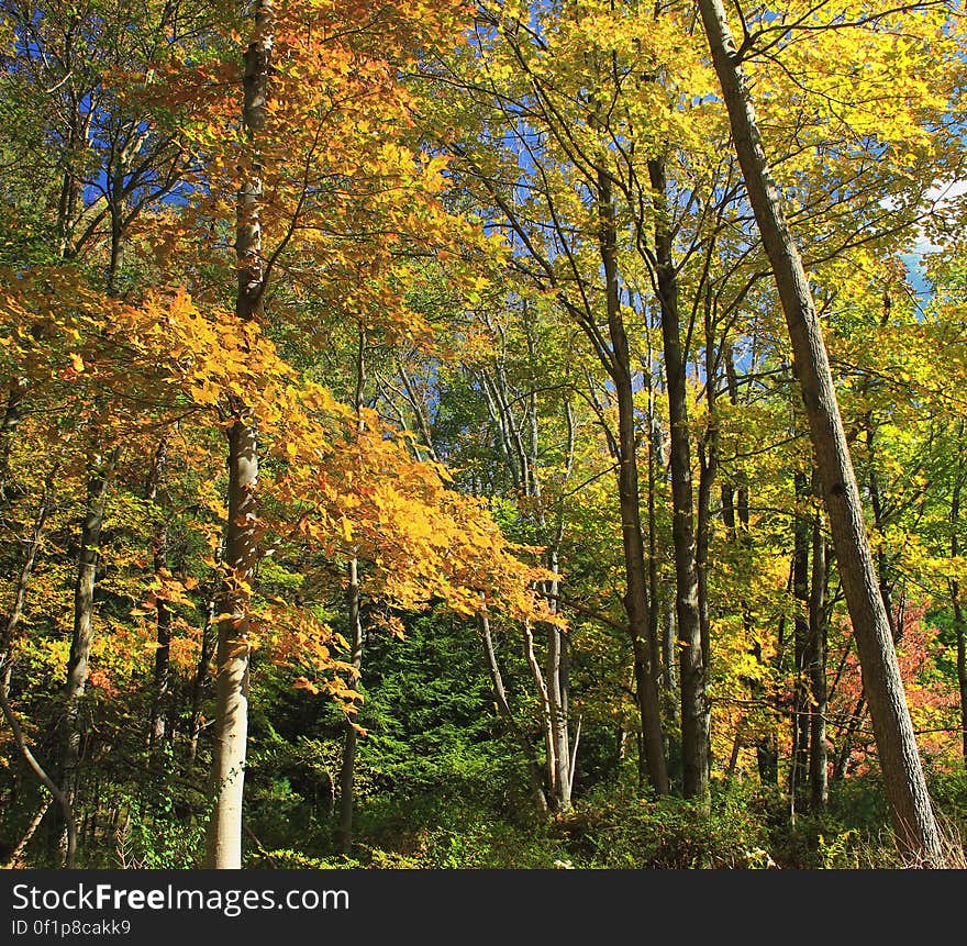 Northern hardwood forest, Monroe County, within State Game Land 168. I&#x27;ve licensed this photo as CC0 for release into the public domain. You&#x27;re welcome to download the photo and use it without attribution. Northern hardwood forest, Monroe County, within State Game Land 168. I&#x27;ve licensed this photo as CC0 for release into the public domain. You&#x27;re welcome to download the photo and use it without attribution.