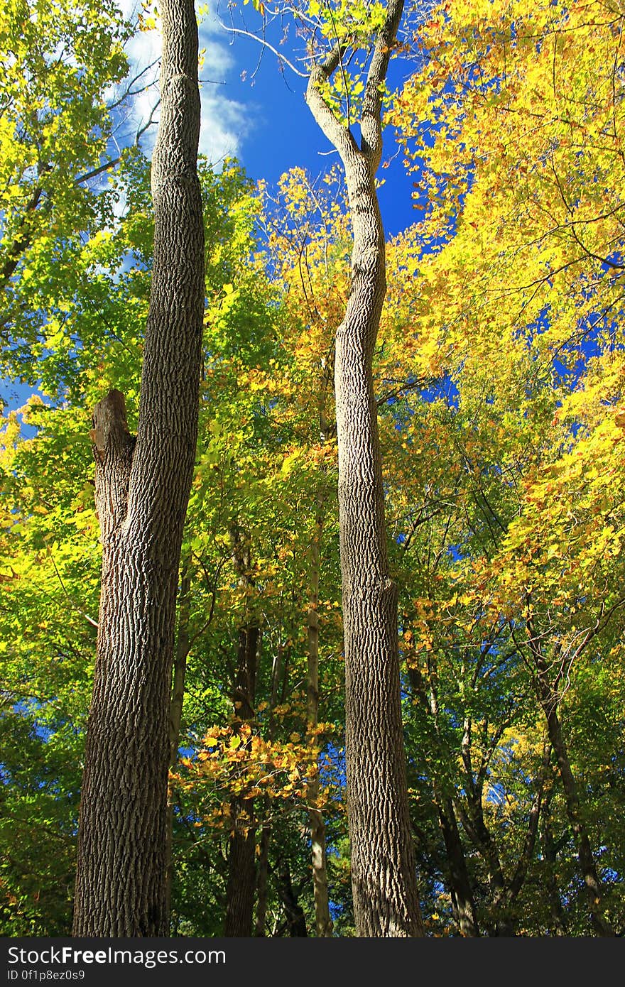 Northern hardwood forest, Monroe County, within State Game Land 168. I&#x27;ve licensed this photo as CC0 for release into the public domain. You&#x27;re welcome to download the photo and use it without attribution. Northern hardwood forest, Monroe County, within State Game Land 168. I&#x27;ve licensed this photo as CC0 for release into the public domain. You&#x27;re welcome to download the photo and use it without attribution.