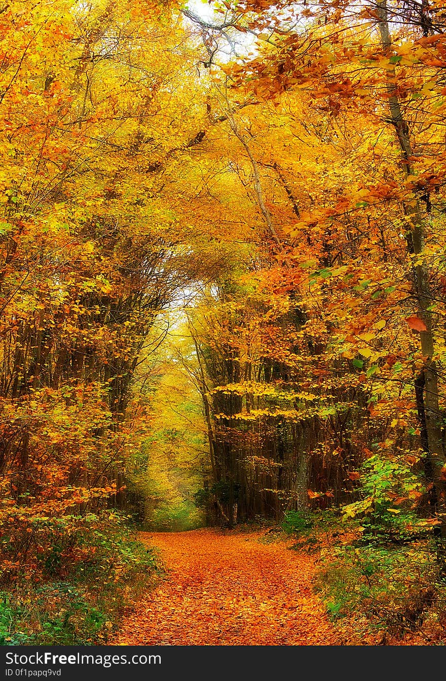 Orange path through Autumn woods with sunlit orange and yellow leaves about to fall.