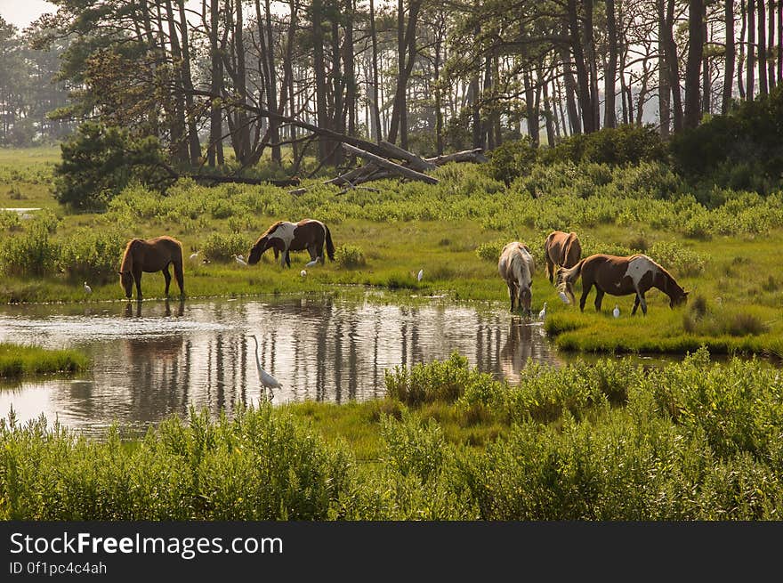 Chincoteague, VA, USA. Chincoteague, VA, USA