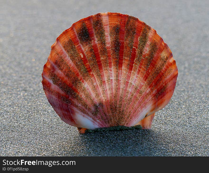 Scallops Scallops are fan-shaped bivalves with a pleasing geometric shape, and they are found in all the world&#x27;s oceans. Most are free-living, active swimmers using jet propulsion to move, but some attach to structures and others bury themselves in the sand using an extensible foot. Scallops have up to 100 eyes around the edge of their mantles. These respond to light and dark allowing them to detect changing patterns of light and motion and thus moving objects. Scallops feed on plankton using a filter mechanism and are themselves predated upon by starfish, crabs, lobsters and fish. Scallops Scallops are fan-shaped bivalves with a pleasing geometric shape, and they are found in all the world&#x27;s oceans. Most are free-living, active swimmers using jet propulsion to move, but some attach to structures and others bury themselves in the sand using an extensible foot. Scallops have up to 100 eyes around the edge of their mantles. These respond to light and dark allowing them to detect changing patterns of light and motion and thus moving objects. Scallops feed on plankton using a filter mechanism and are themselves predated upon by starfish, crabs, lobsters and fish.