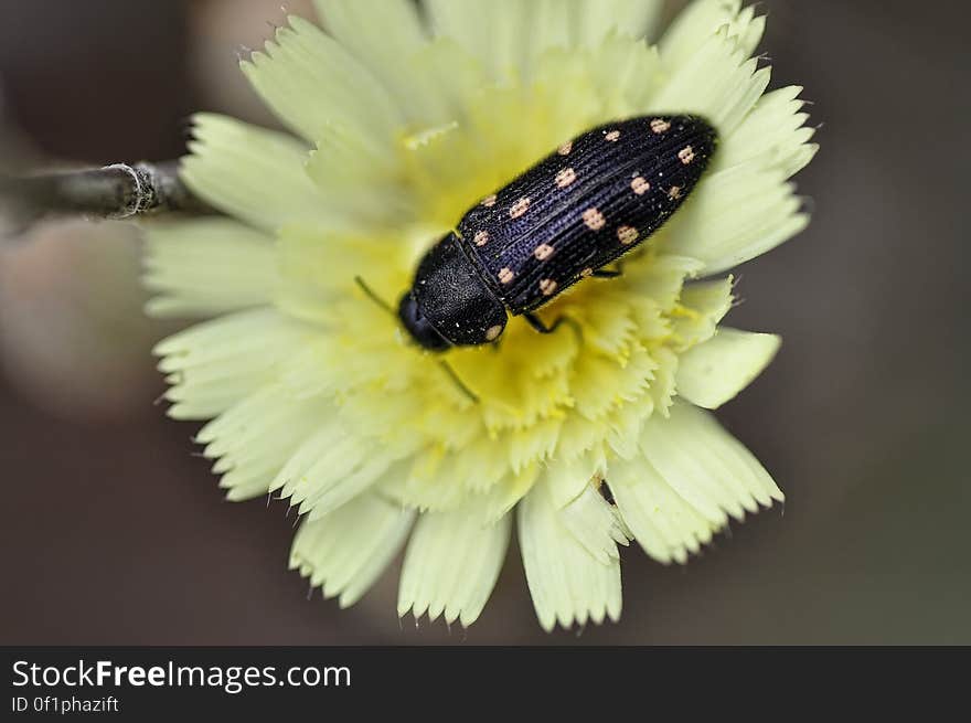 Escarabajo de catorce puntos o Acmaeodera. Estos escarabajos, presentan un cuerpo alargado de color negro con manchas rojizas muy vivas. Miden aproximadamente 13 mm. La cabeza se encuentra casi completamente debajo del protórax, lo que le confiere un aspecto ahusado.