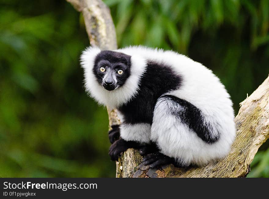 Black and white Ruffed Lemur