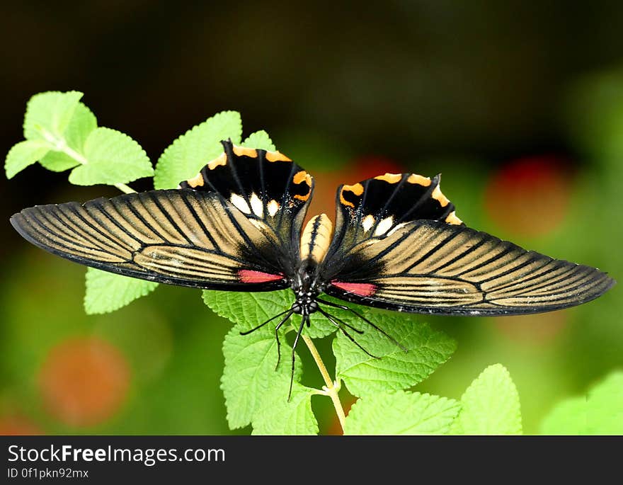 Swallowtail butterflies are large, colorful butterflies in the family Papilionidae, and include over 550 species.Though the majority are tropical, members of the family inhabit every continent except Antarctica. The family includes the largest butterflies in the world, the birdwing butterflies of the genus Ornithoptera. Swallowtail butterflies are large, colorful butterflies in the family Papilionidae, and include over 550 species.Though the majority are tropical, members of the family inhabit every continent except Antarctica. The family includes the largest butterflies in the world, the birdwing butterflies of the genus Ornithoptera