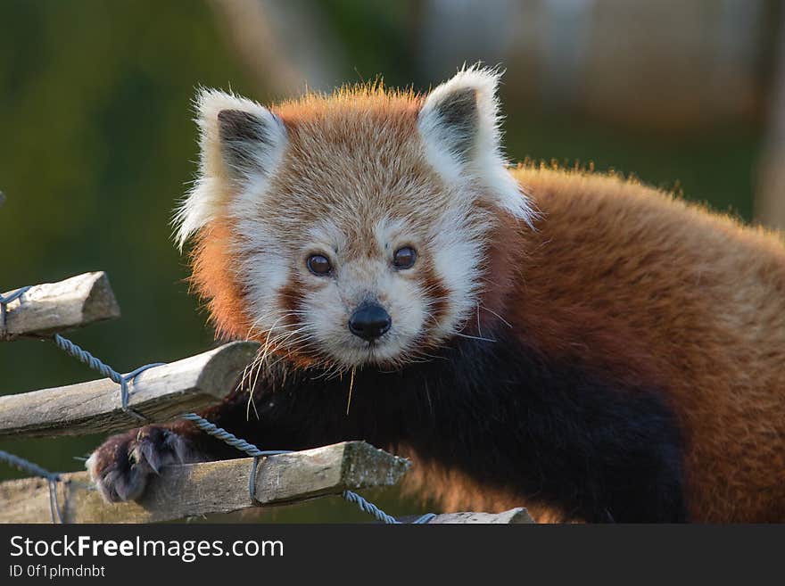 Red Panda 2016-01-08-00019