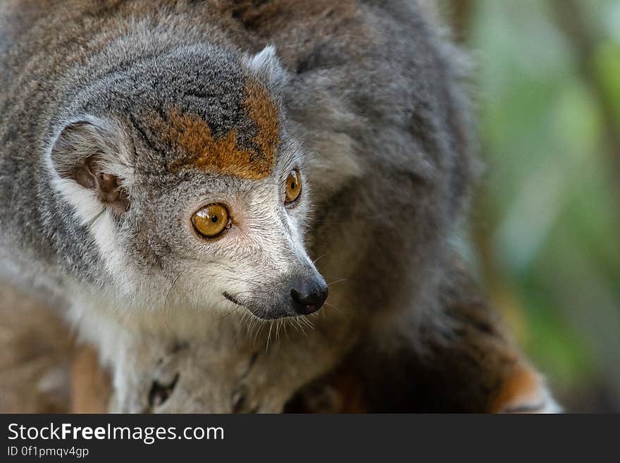 Crowned lemur 2016-01-08-00853