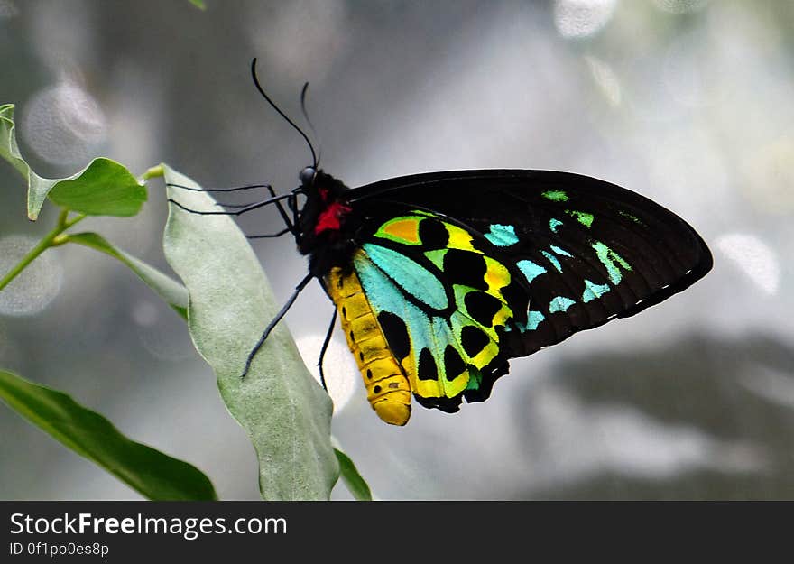 The largest endemic butterfly in Australia, the Cairns Birdwing Butterfly has a wingspan of up to 18cm. Besides its proportional, pterodactyl-like reach, other conspicuous traits include its vivid colouration, particularly in the male, who’s wings contain vibrant splashes of emerald green. The largest endemic butterfly in Australia, the Cairns Birdwing Butterfly has a wingspan of up to 18cm. Besides its proportional, pterodactyl-like reach, other conspicuous traits include its vivid colouration, particularly in the male, who’s wings contain vibrant splashes of emerald green.