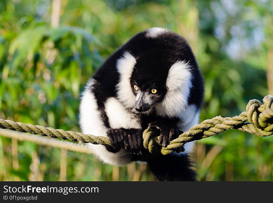 Black and white Ruffed Lemur