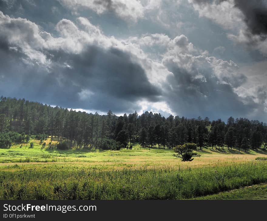 Forest with dark clouds hovering above. By Albert van Gent. All photos can be used for free and with no copyright restrictions :&#x29;