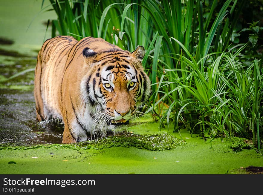 Siberian Tiger