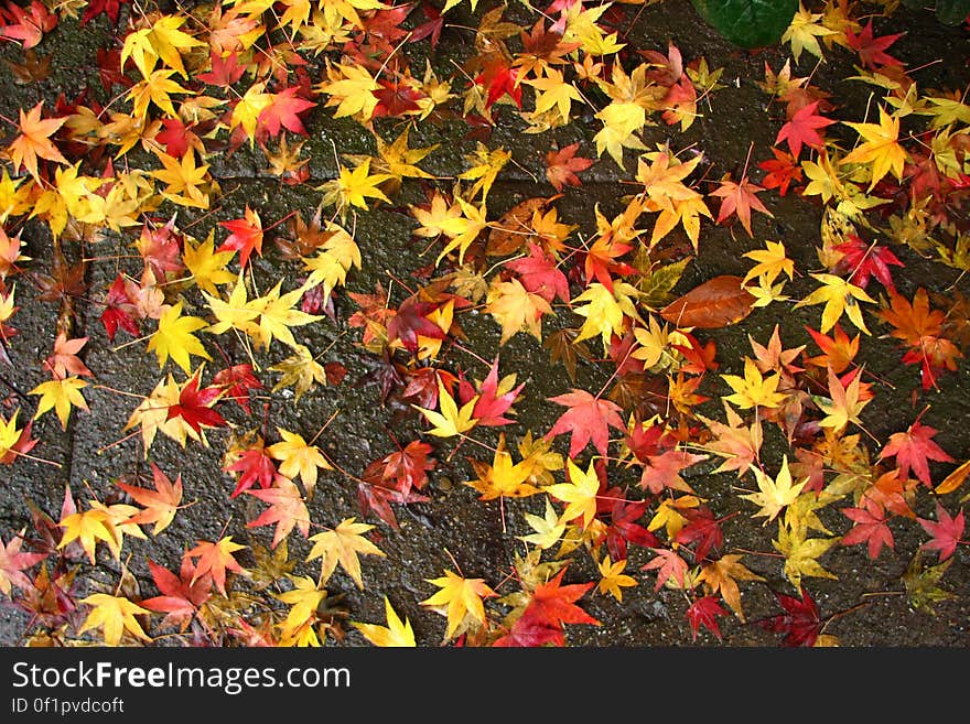 colorful leaves 2