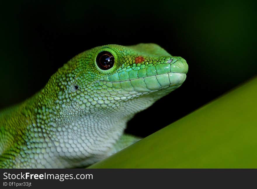 A bright-green jewel of the forest, the Madagascan giant day gecko is a charming master of disguise with velcro-like feet and a distinctive voice. Most comfortable in hot and humid climates, the Madagascan giant day gecko is right at home in the Tropical Forest. Hailing from the rainforest, grasslands and plantations of northern Madagascar, this gecko is also found on the Seychelles Islands. A bright-green jewel of the forest, the Madagascan giant day gecko is a charming master of disguise with velcro-like feet and a distinctive voice. Most comfortable in hot and humid climates, the Madagascan giant day gecko is right at home in the Tropical Forest. Hailing from the rainforest, grasslands and plantations of northern Madagascar, this gecko is also found on the Seychelles Islands.