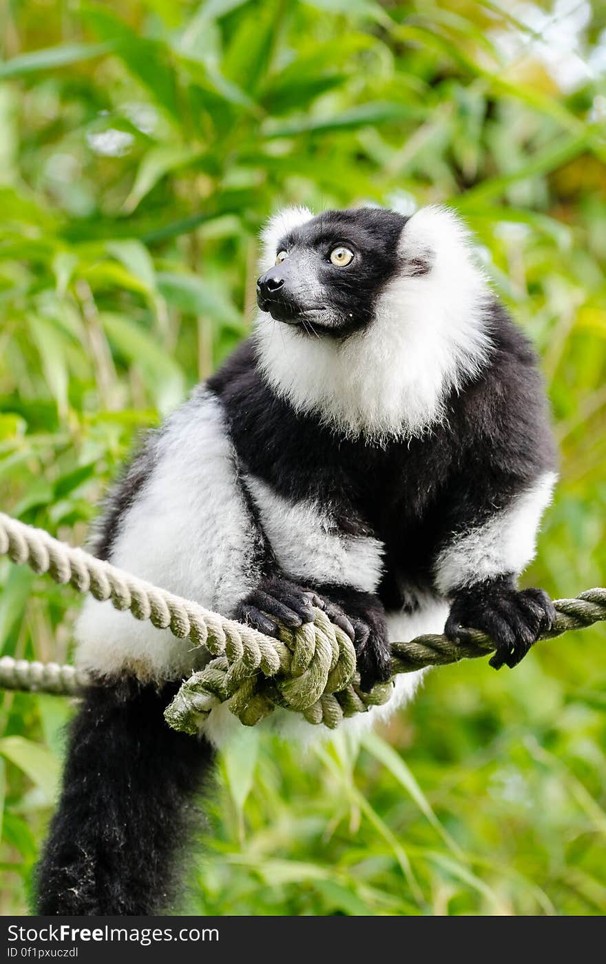 Black and white Ruffed Lemur