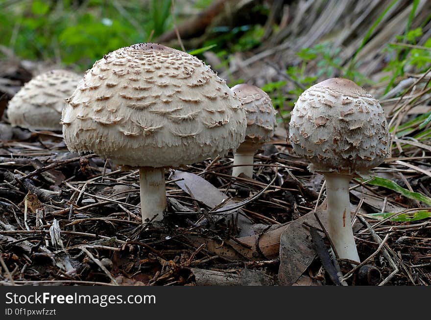 The shaggy parasol is a large and conspicuous agaric, with thick brown scales and protuberances on its fleshy white cap. The gills and spore print are both white in colour. Its stipe is slender, but bulbous at the base, is coloured uniformly and bears no patterns. It is fleshy, and a reddish, or maroon discoloration occurs and a pungent odour is evolved when it is cut. The egg-shaped caps become wider and flatter as they mature. The shaggy parasol is a large and conspicuous agaric, with thick brown scales and protuberances on its fleshy white cap. The gills and spore print are both white in colour. Its stipe is slender, but bulbous at the base, is coloured uniformly and bears no patterns. It is fleshy, and a reddish, or maroon discoloration occurs and a pungent odour is evolved when it is cut. The egg-shaped caps become wider and flatter as they mature.