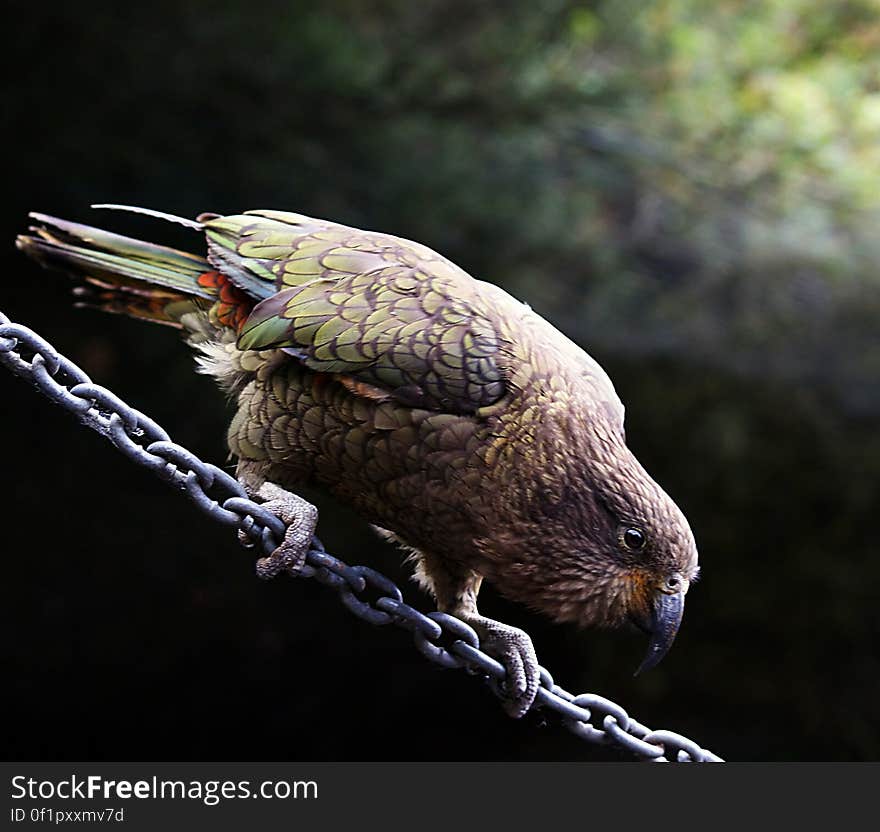 Named by Maori for the sound of its call, the kea &#x28;Nestor notabilis&#x29; is endemic to the Southern Alps of New Zealand and is the world’s only mountain parrot. These sociable and highly intelligent birds are well adapted to their harsh environment. Unfortunately, the traits that kea developed for survival, their curiosity and omnivorous appetite, have created conflict with humans over the last 150 years. Persecution and predation have sorely depleted numbers and, with only a few thousand birds remaining, the kea is a Nationally Endangered species. Named by Maori for the sound of its call, the kea &#x28;Nestor notabilis&#x29; is endemic to the Southern Alps of New Zealand and is the world’s only mountain parrot. These sociable and highly intelligent birds are well adapted to their harsh environment. Unfortunately, the traits that kea developed for survival, their curiosity and omnivorous appetite, have created conflict with humans over the last 150 years. Persecution and predation have sorely depleted numbers and, with only a few thousand birds remaining, the kea is a Nationally Endangered species.