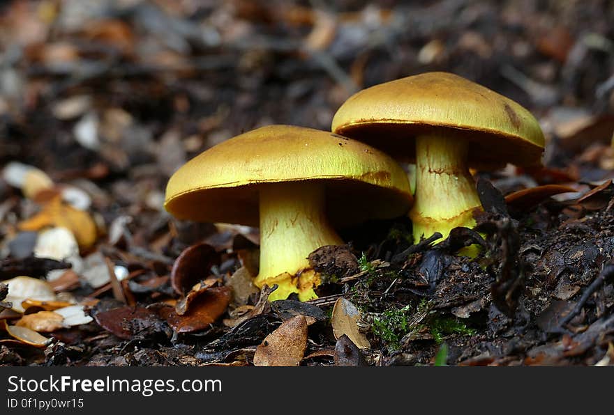 Dermocybe canaria, &#x22;Canary Webcap&#x22;is a rare, brightly coloured species found in SE Australia and NZ, mycorrhizal with eucalypts. Cap and stem are bright yellow, cap to 80 mm, convex, umbonate, Stem often has a bulbous base, and veil remnants in a fugitive, fibrillose ring. Spore print yellowish rusty brown. Dermocybe canaria, &#x22;Canary Webcap&#x22;is a rare, brightly coloured species found in SE Australia and NZ, mycorrhizal with eucalypts. Cap and stem are bright yellow, cap to 80 mm, convex, umbonate, Stem often has a bulbous base, and veil remnants in a fugitive, fibrillose ring. Spore print yellowish rusty brown.