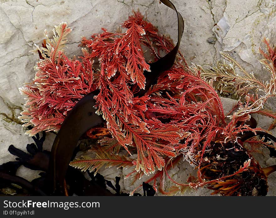 Corallina officinalis is a calcareous red seaweed which grows in the lower and mid-littoral zones on rocky shores. It is primarily found growing around the rims of tide pools, but can be found in shallow crevices anywhere on the rocky shore that are regularly refreshed with sea water. It predominantly grows on the lower shore, especially where fucoid algae are absent, but is also found further up shore on exposed coasts. Corallina officinalis is a calcareous red seaweed which grows in the lower and mid-littoral zones on rocky shores. It is primarily found growing around the rims of tide pools, but can be found in shallow crevices anywhere on the rocky shore that are regularly refreshed with sea water. It predominantly grows on the lower shore, especially where fucoid algae are absent, but is also found further up shore on exposed coasts.