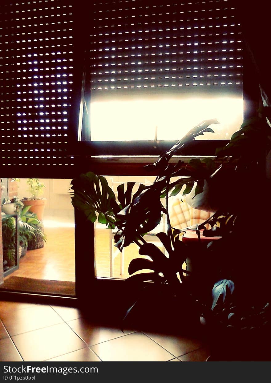 Silhouette of houseplants next to sunny window with drawn shades. Silhouette of houseplants next to sunny window with drawn shades.